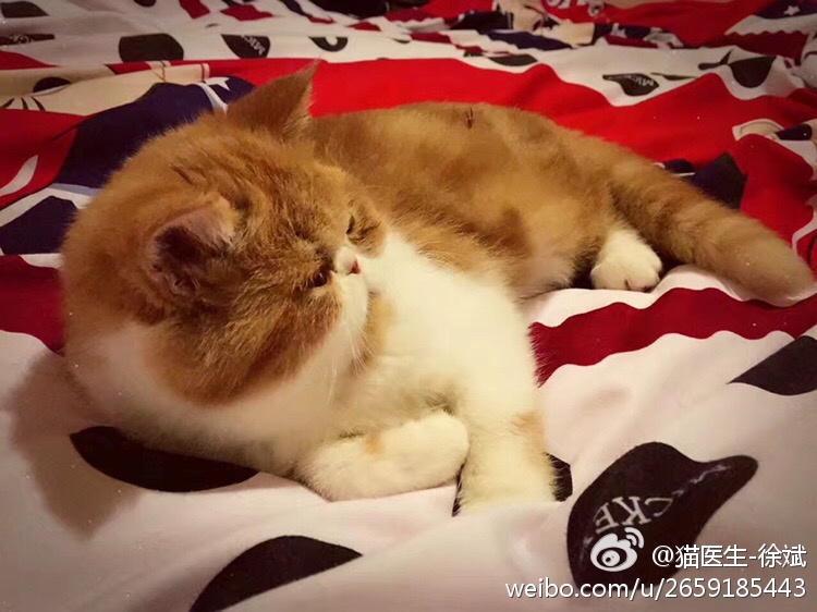 猫咪乱尿视频,猫咪好端端乱撒尿