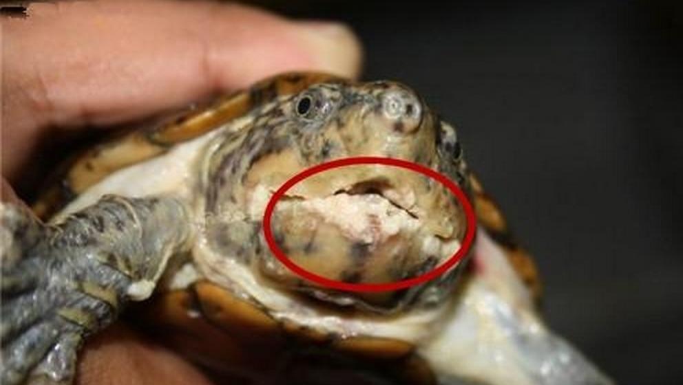 小病怎么治疗才有效,小病治疗常识大全