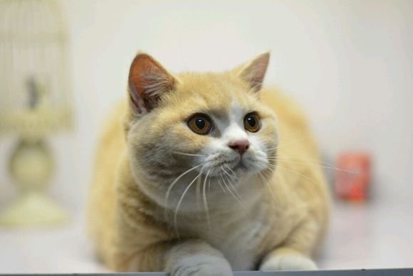 英短乳白猫重点色,英短灰白猫丁香色