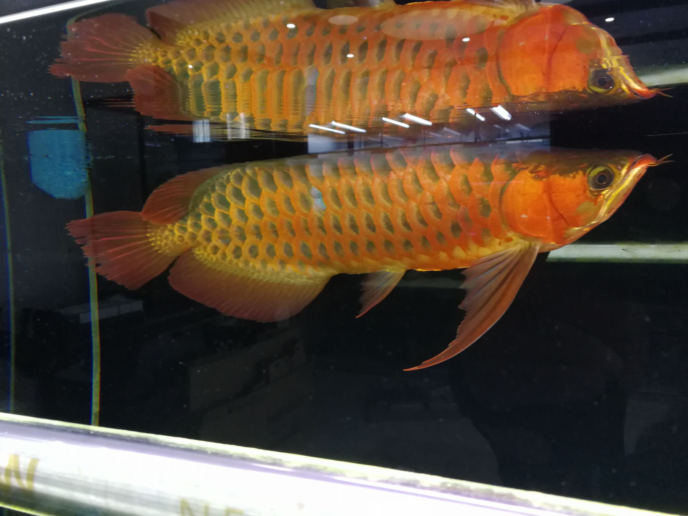 水草缸可以养龙鱼吗,震撼草缸