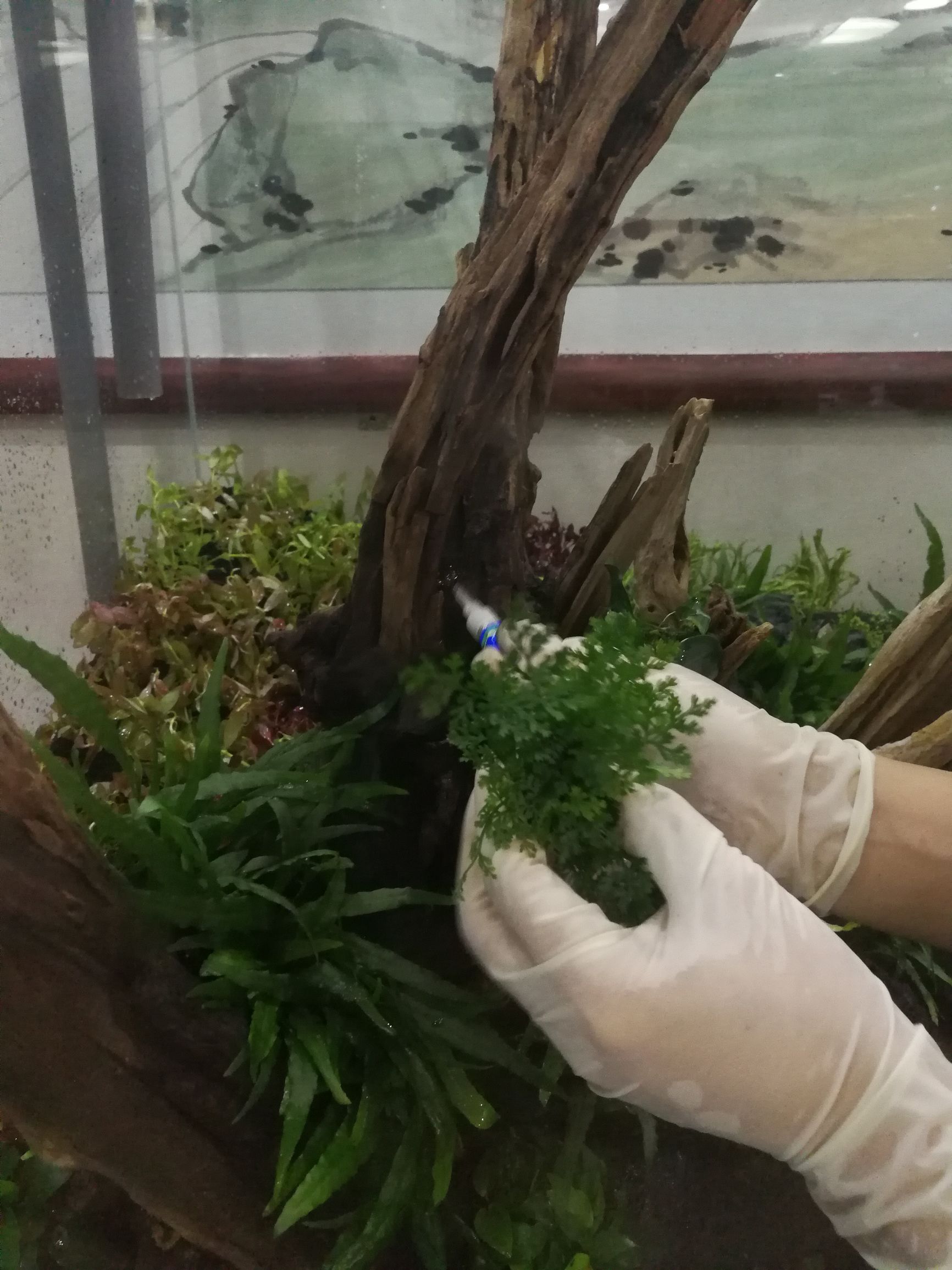 水草缸可以养龙鱼吗,震撼草缸