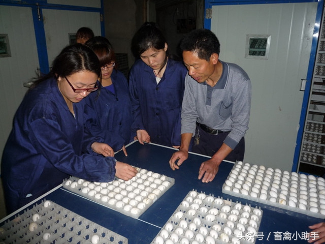 鸽子不归巢的几点原因,鸽子产了第二个蛋为什么不抱窝