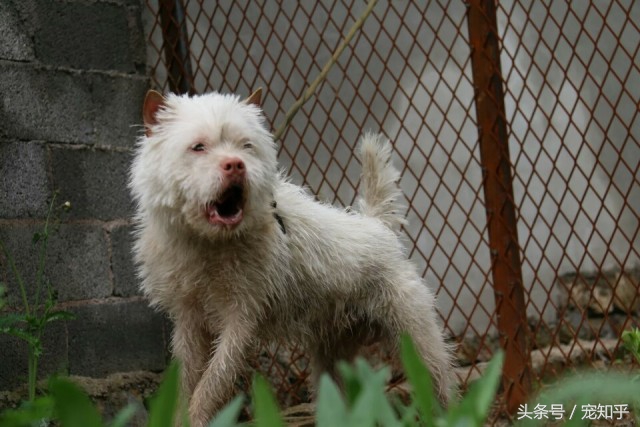 「盘点中国犬种」本土犬并不逊色，希望不要被遗忘