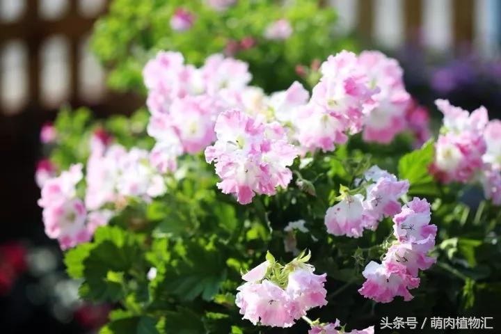 10月适合养的草花 (适合北方的春季草花)