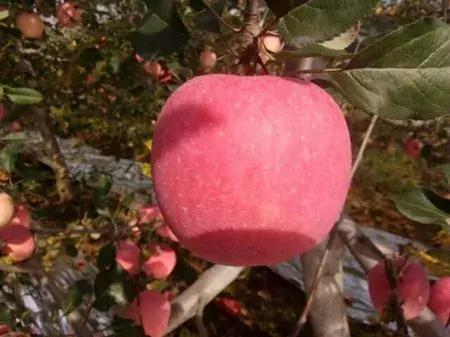 大农业今天行情,大农圈新闻