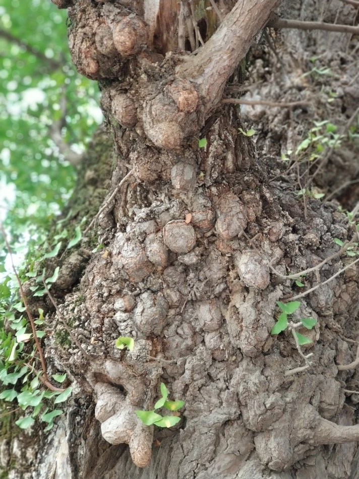 贵阳市乌当区千年银杏古树,贵阳蓬莱仙境景区银杏树