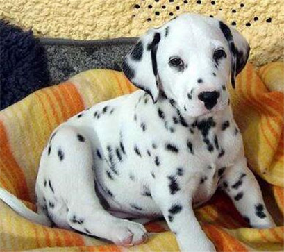 斑点犬容易得什么病,斑点狗疾病怎么预防传染