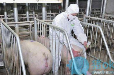 猪人工授精怎么产值高,猪人工授精与产业化工程