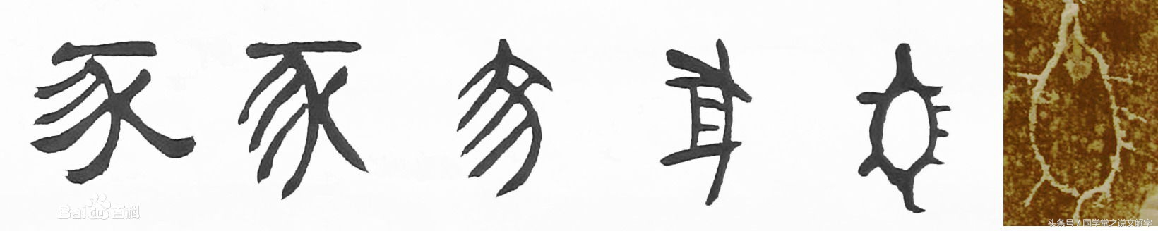 猪字的演变,猪字从甲骨文到现在的演变