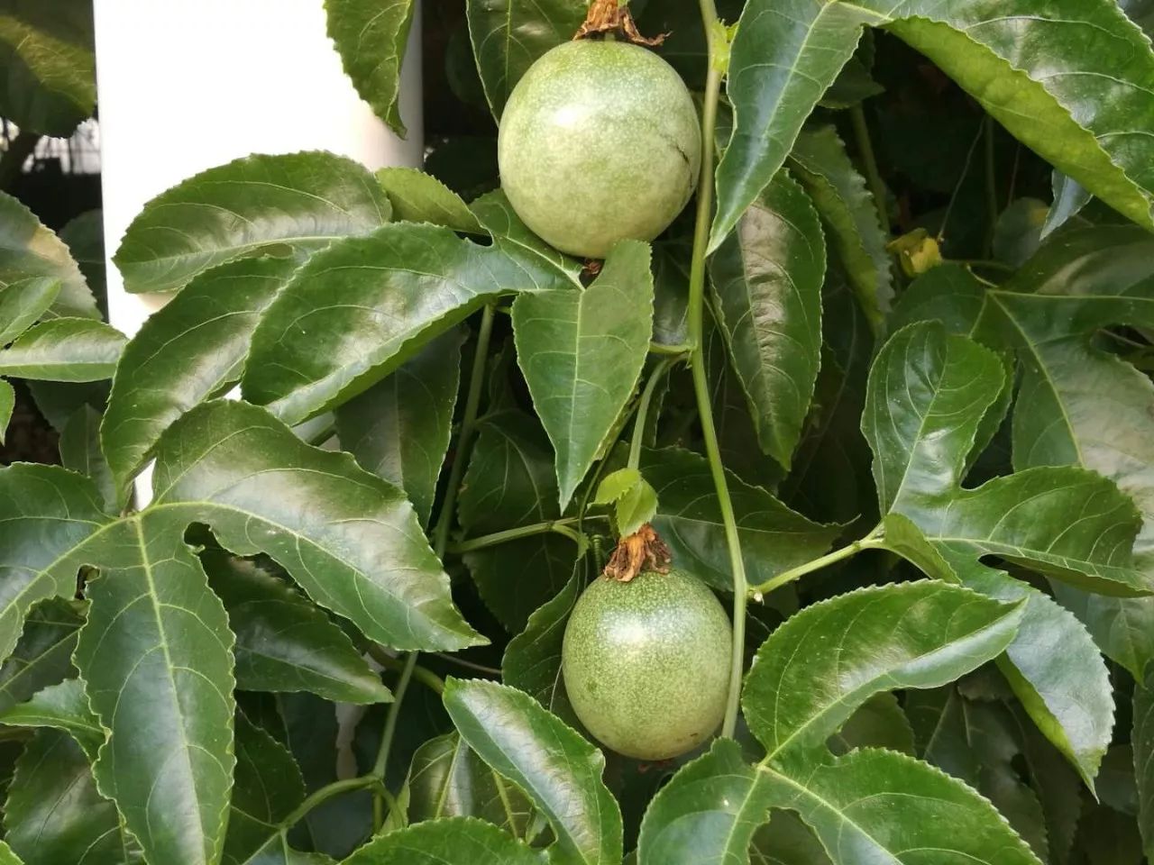 「心韵」农场主，我一生的追求！