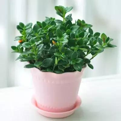 起床就头晕目眩，这位兄弟，是新房甲醛在作怪！