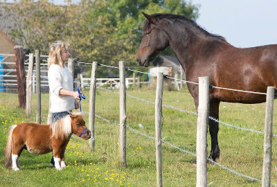世界上体型最大的动物排行榜,世界十大体型最大的动物
