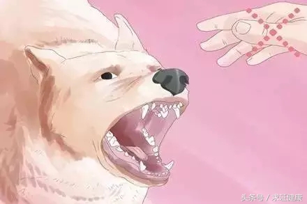 打了疫苗一定不死吗,打了疫苗就不得犬瘟吗