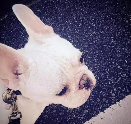 斗牛犬吃饭不嚼吗,为什么斗牛犬吃东西老是吐