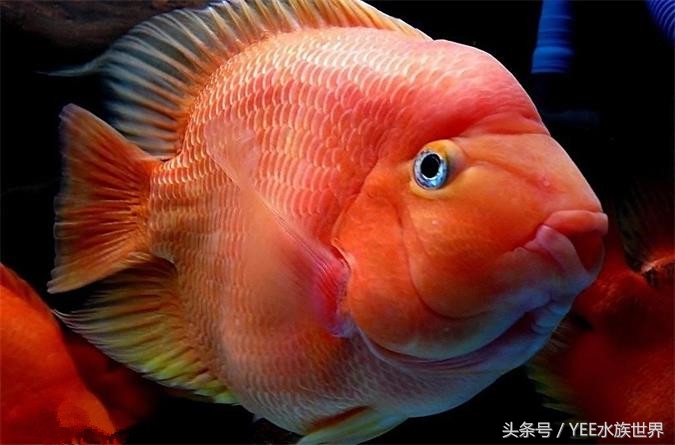 天地生化而成的精灵,一直在跟这些疾病搏斗