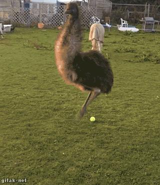 100张搞笑的动物图片,足球场上的动物搞笑gif