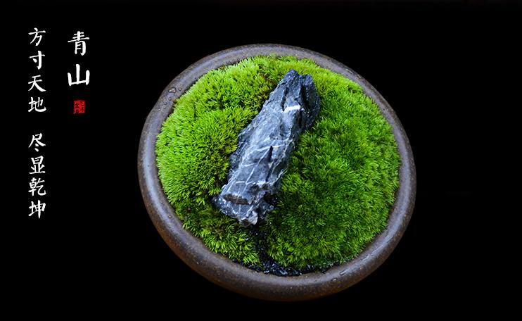 怎么种植苔藓植物视频,鱼缸里绿油油苔藓怎么养