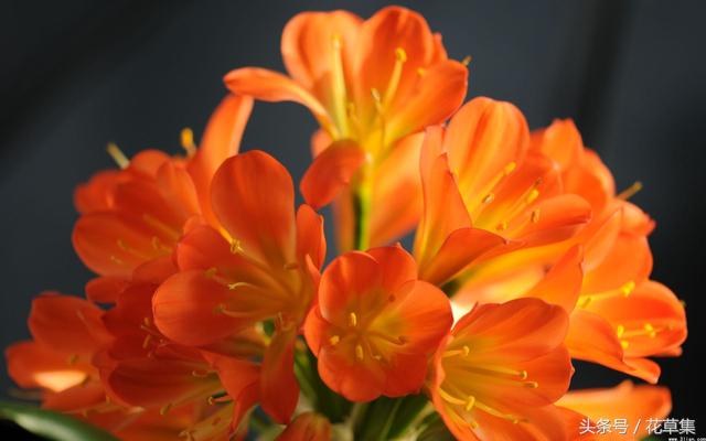 君子兰这些品种越养越值钱，看看你们养的君子兰到底值不值钱