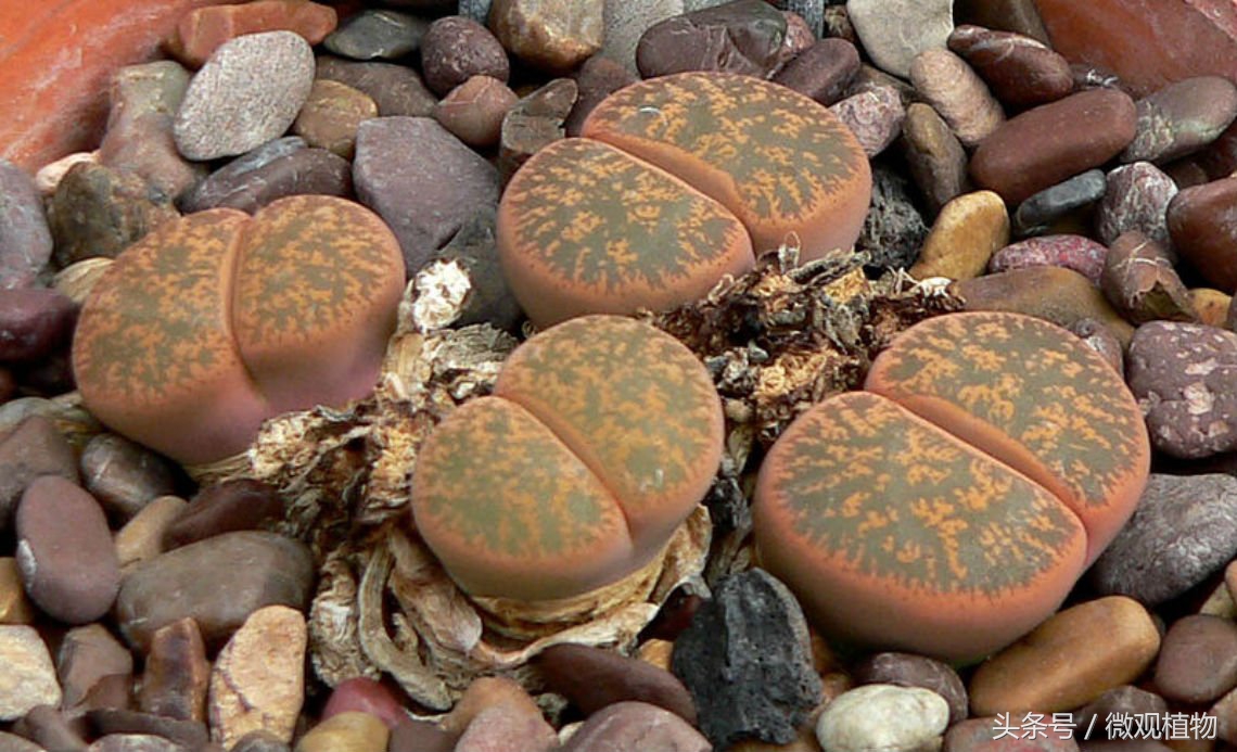 多肉植物屁股,长得像屁屁的多肉植物