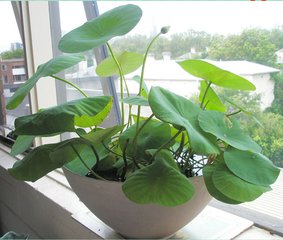 睡莲盆栽养护方法教程图解,盆栽睡莲的种植方法和注意事项