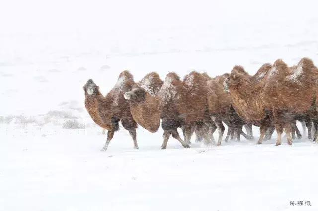 巴彦淖尔攻略,巴彦淖尔市内游玩攻略免费