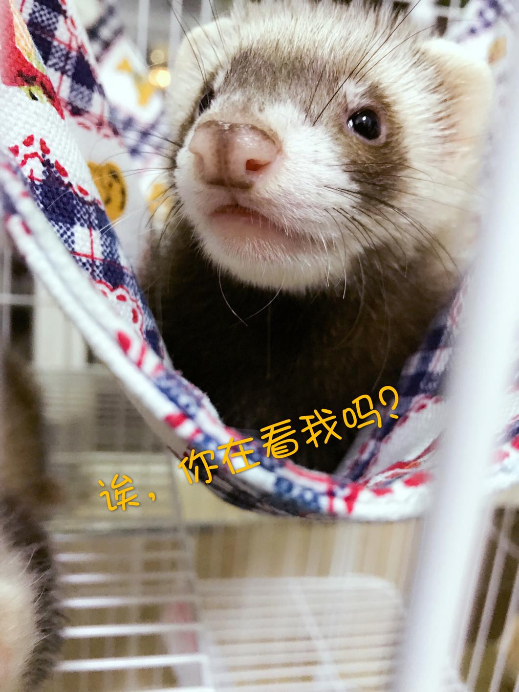 武汉安格鲁宠物貂,安格鲁宠物貂用品