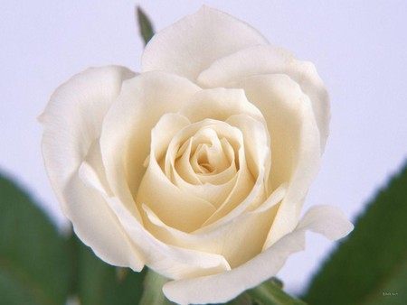 各个颜色玫瑰花的花语是什么呢,各种颜色玫瑰花所代表的花语