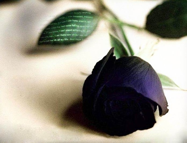 各种颜色的玫瑰花代表什么花语,玫瑰花的不同颜色的花语和寓意