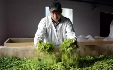 农民返乡创业不如试试这4个项目,农民工返乡创业成功的秘诀