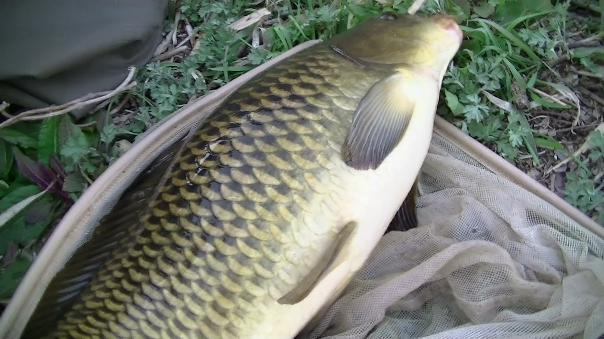 怎样自制抛竿鲢鳙饵料,有配方去哪里做鱼饵