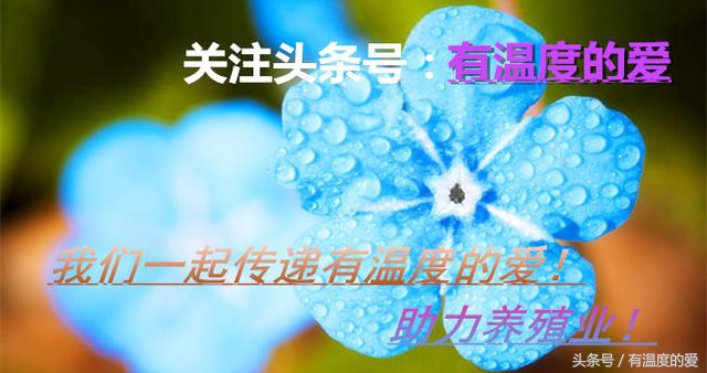 信鸽支气管炎怎么治疗,如何判断鸽子得了支气管炎