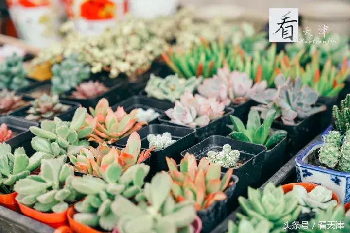 天津宝鸡道花鸟鱼虫市场鹦鹉全吗,天津市宝鸡道花鸟鱼虫市场文玩