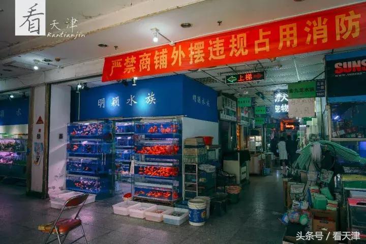 天津宝鸡道花鸟鱼虫市场地铁,宝鸡道花鸟鱼虫市场天津