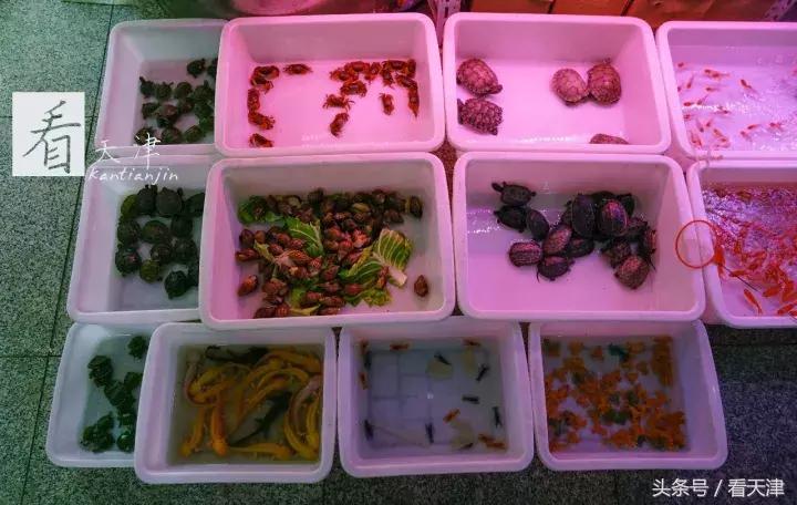 天津宝鸡道花鸟鱼虫市场地铁,宝鸡道花鸟鱼虫市场天津