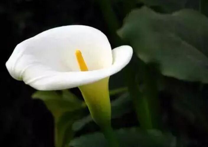 关于新加坡国花知识,新加坡的国花叫什么名字