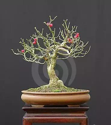 真弓卫矛盆景修剪伤口要处理吗,卫矛树盆景如何才能开花结果