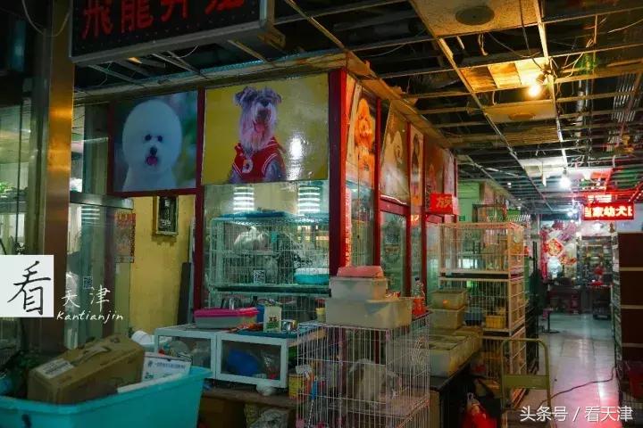 天津宝鸡道花鸟鱼虫市场鹦鹉全吗,天津市宝鸡道花鸟鱼虫市场文玩