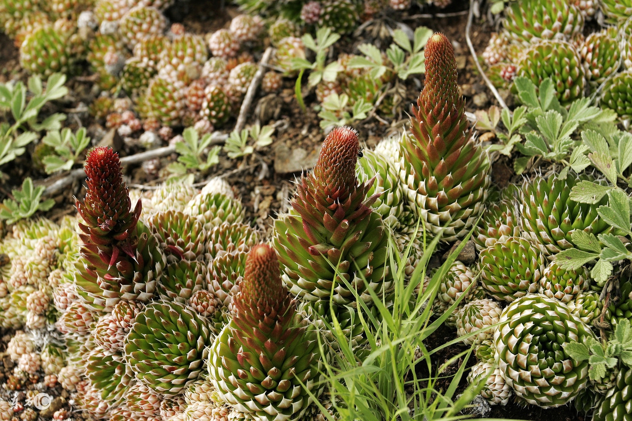 为什么现在城里人喜欢吃野菜,为什么现代人吃野生动物不易得病