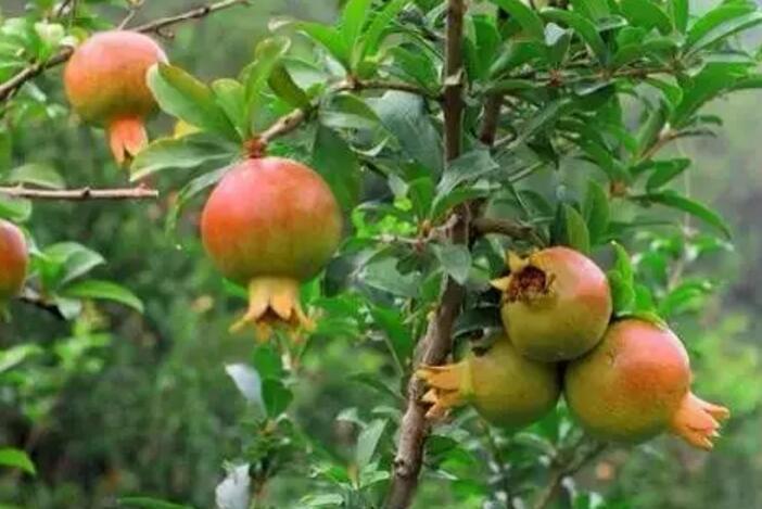 关于新加坡国花知识,新加坡的国花叫什么名字