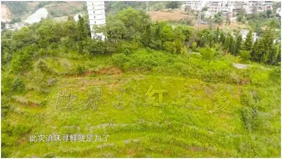 七彩飘香云南芒市,正宗凤庆滇红之明前金丝滇红