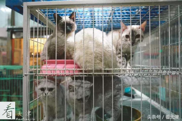 天津宝鸡道花鸟鱼虫市场鹦鹉全吗,天津市宝鸡道花鸟鱼虫市场文玩