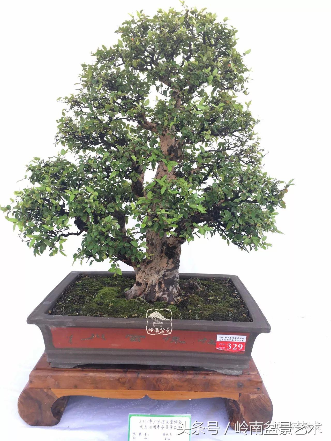 最值得收藏的六种盆景树种,十大珍贵盆景