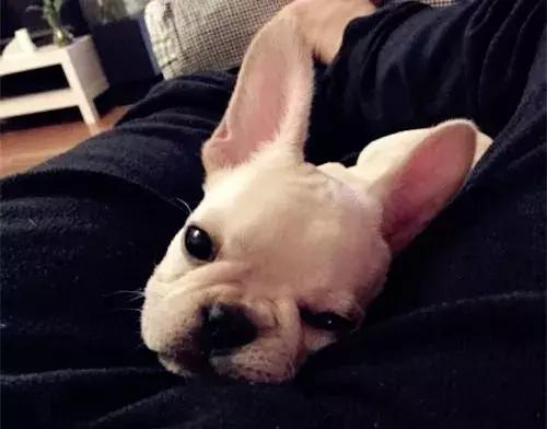 斗牛犬眼睛发红眼屎多用什么药,斗牛犬眼睛起脓