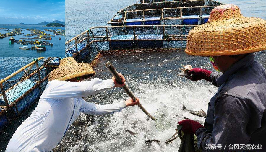 新手最适合养的五种海水鱼是什么,不懂养观赏鱼