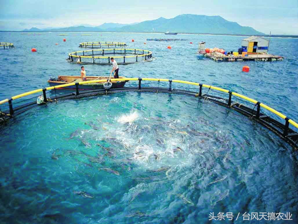 新手最适合养的五种海水鱼是什么,不懂养观赏鱼