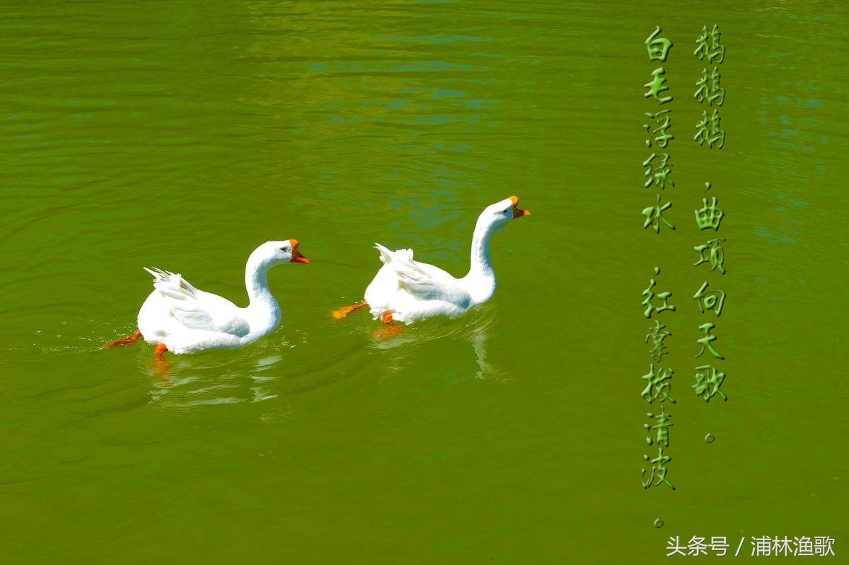 描写动物的古诗十首,十首关于动物的古诗