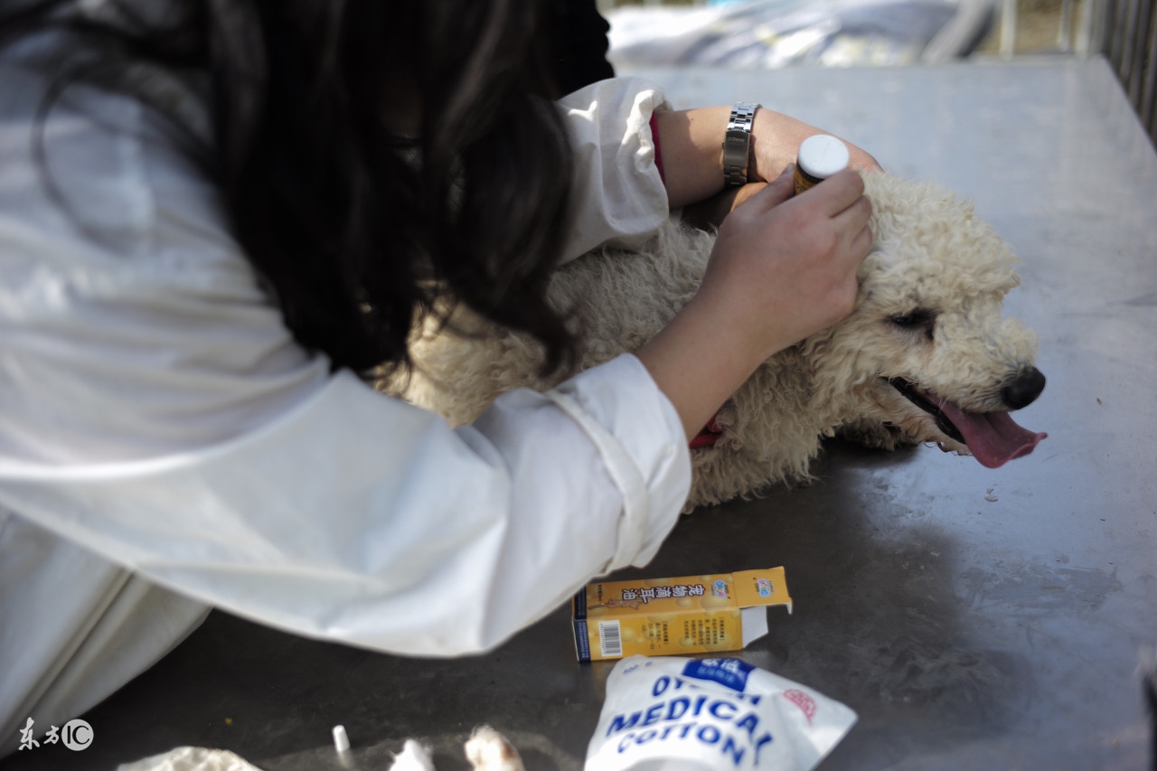 汪汪队的狗狗都生病了,狗狗生病了总往角落钻