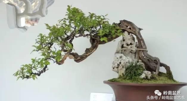 精品盆景雀梅杜鹃罗汉松,最美的100盆雀梅盆景建议收藏