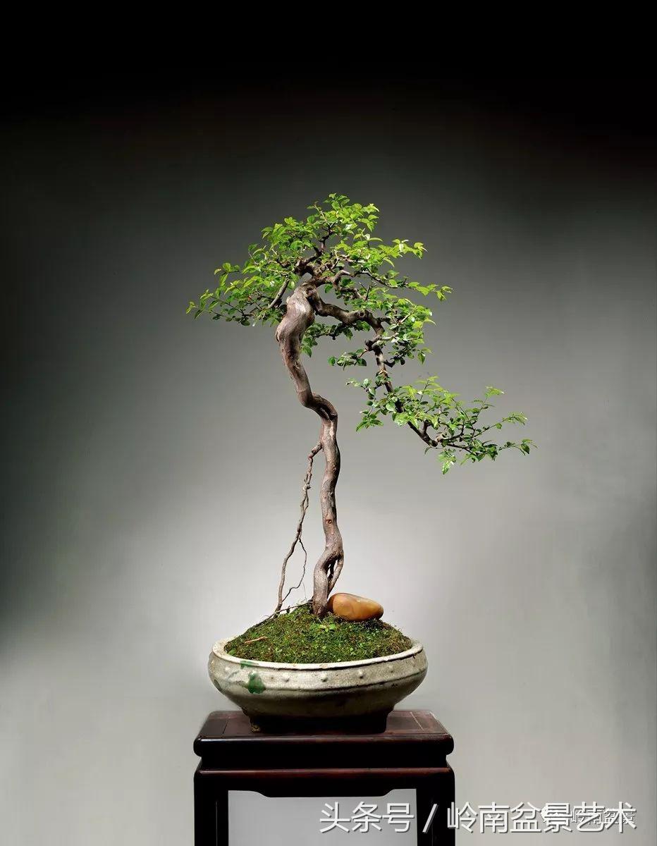 精品盆景雀梅杜鹃罗汉松,最美的100盆雀梅盆景建议收藏