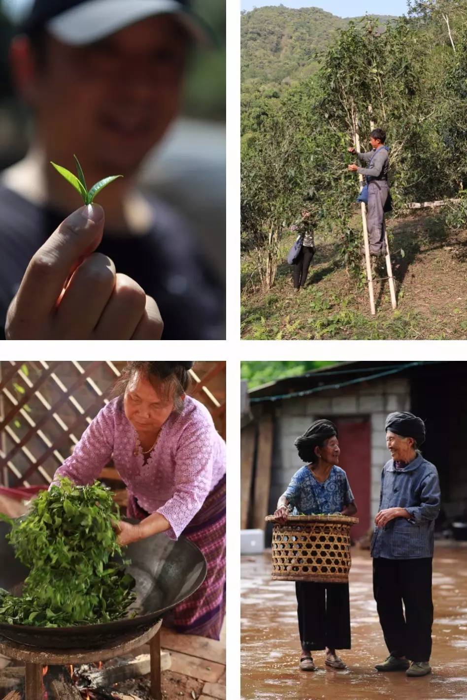 普洱茶从入门到精通的95个术语,普洱茶收藏从入门到精通